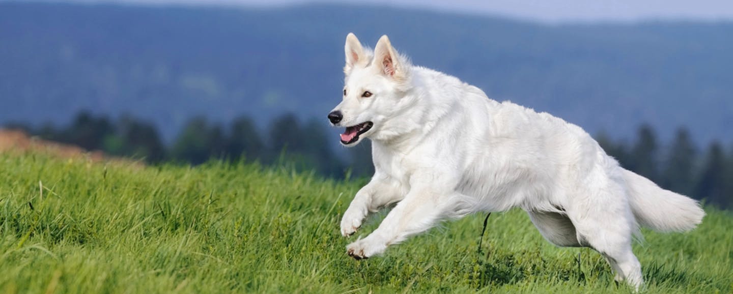 Белая собака прыгучая